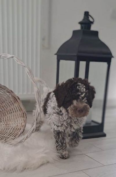 Lagotto Romagnolo tenci